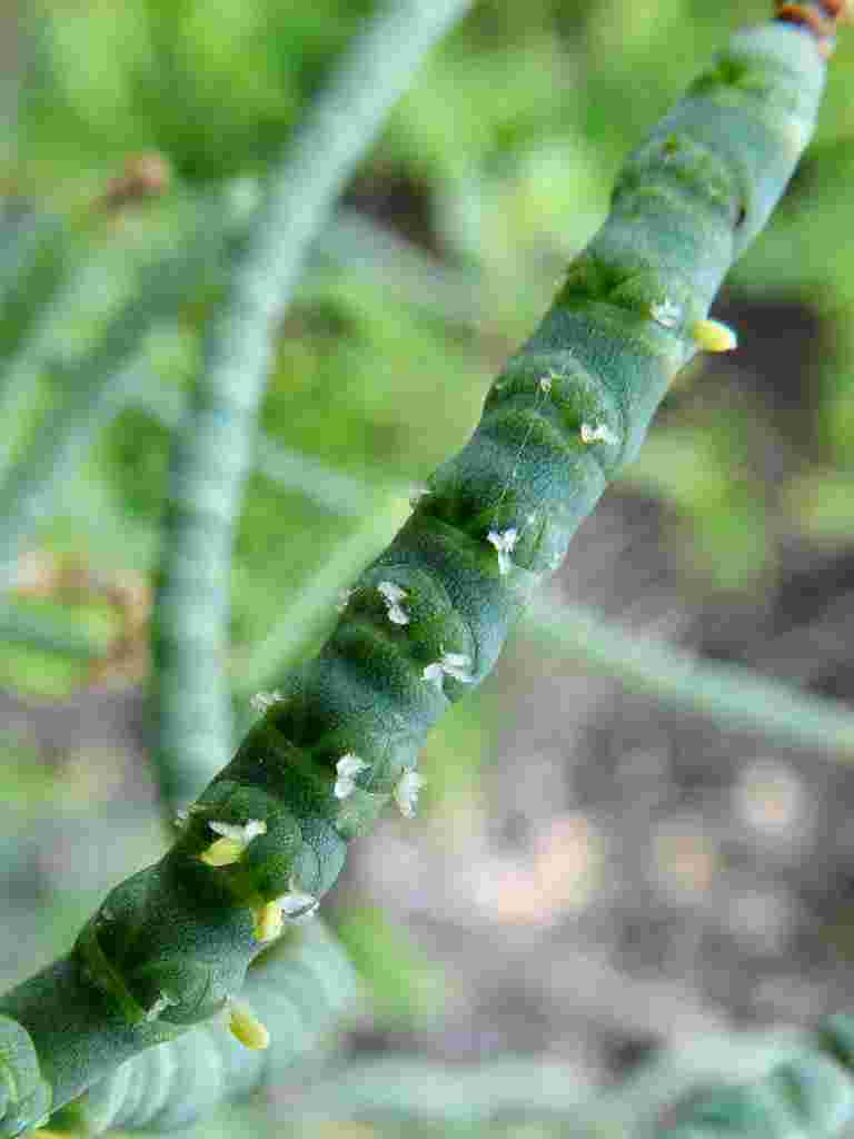 Salicornia sp.